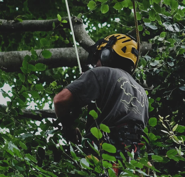 Tree Surgeon at work