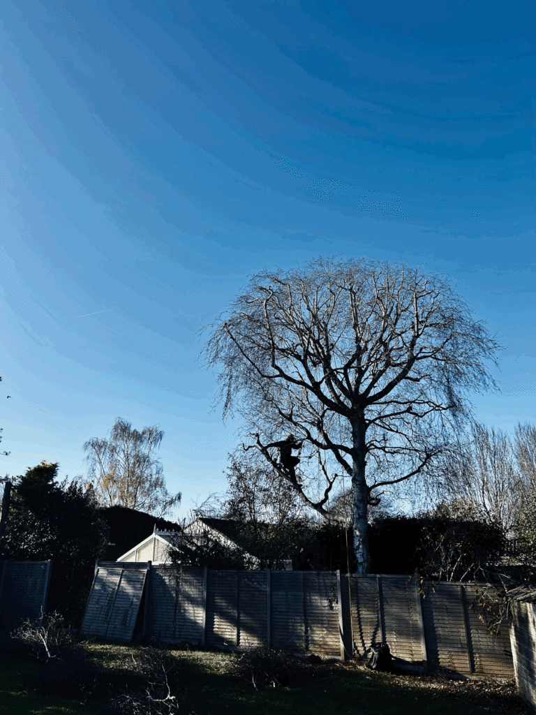 Birch tree